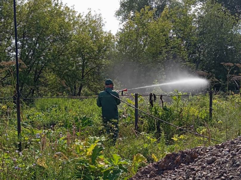 Борщевик Сосновского уничтожали в районе улицы Суворова.