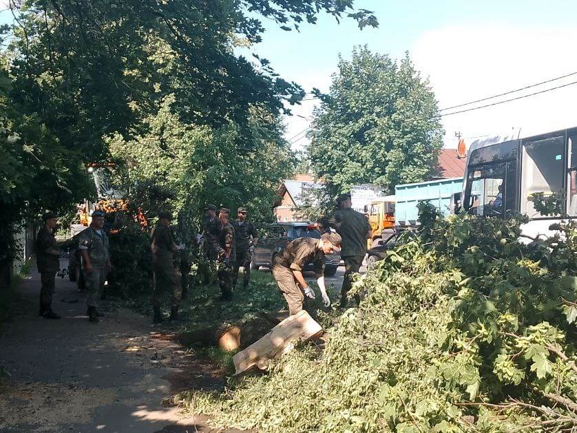 В Иванове идет вывоз  распиленных деревьев.