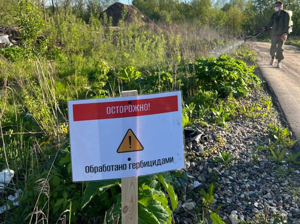 В областном центре приступили к химическому уничтожению борщевика Сосновского.