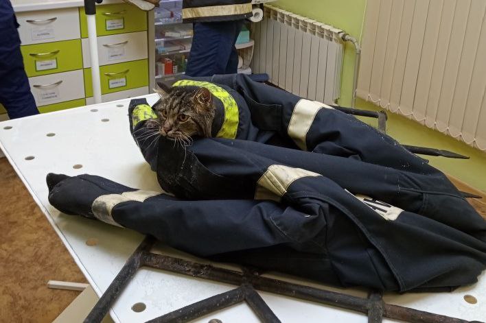 Городские спасатели оказали помощь животному. Городские спасатели оказали помощь животному.