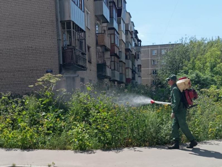 Продолжается химическая обработка зарослей борщевика Сосновского. Продолжается химическая обработка зарослей борщевика Сосновского.